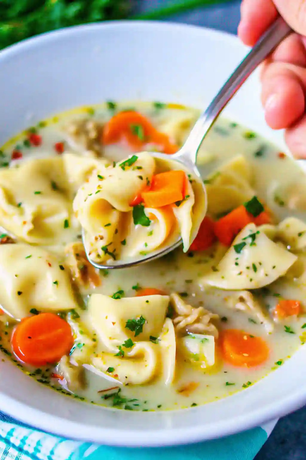 Chicken Tortellini Soup Spoon Close Up Detail spoonful of creamy chicken tortellini soup with tender chicken carrots and pasta in rich broth